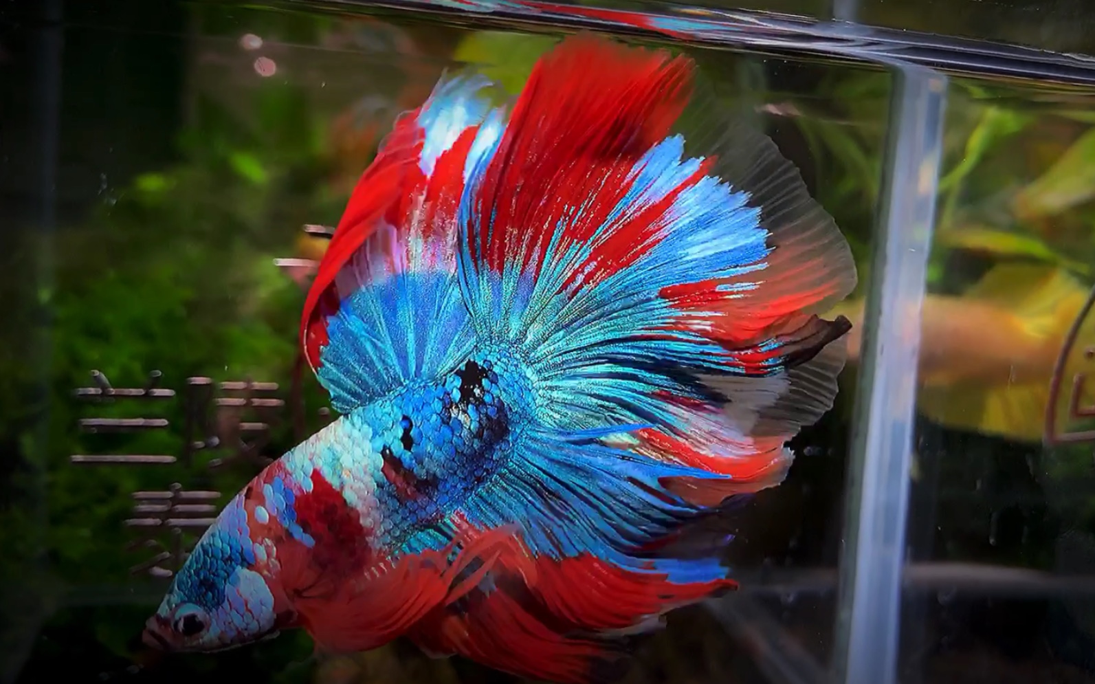 超大尾的浓墨重彩星系风华绝代泰国斗鱼半月斗鱼