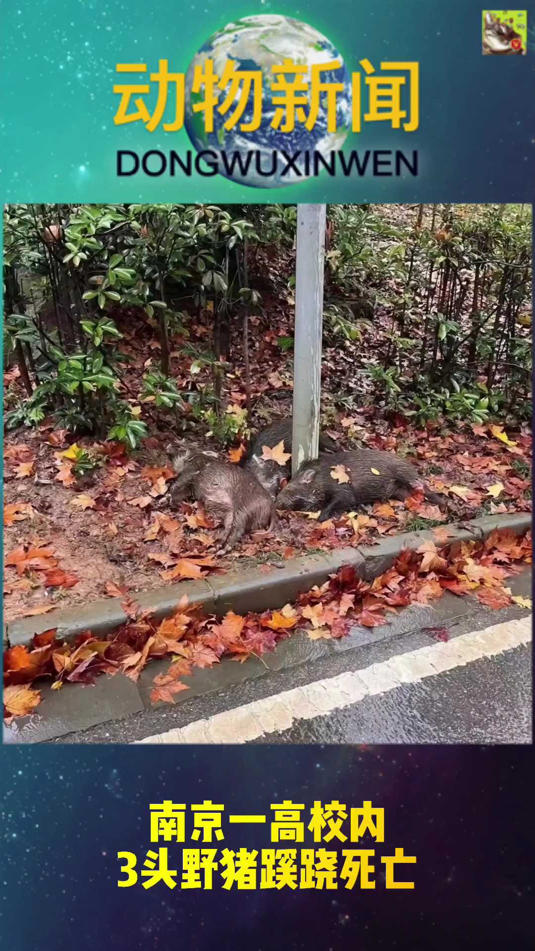 动物药闻‖南京一高校内3头野猪蹊跷死亡哔哩哔哩bilibili