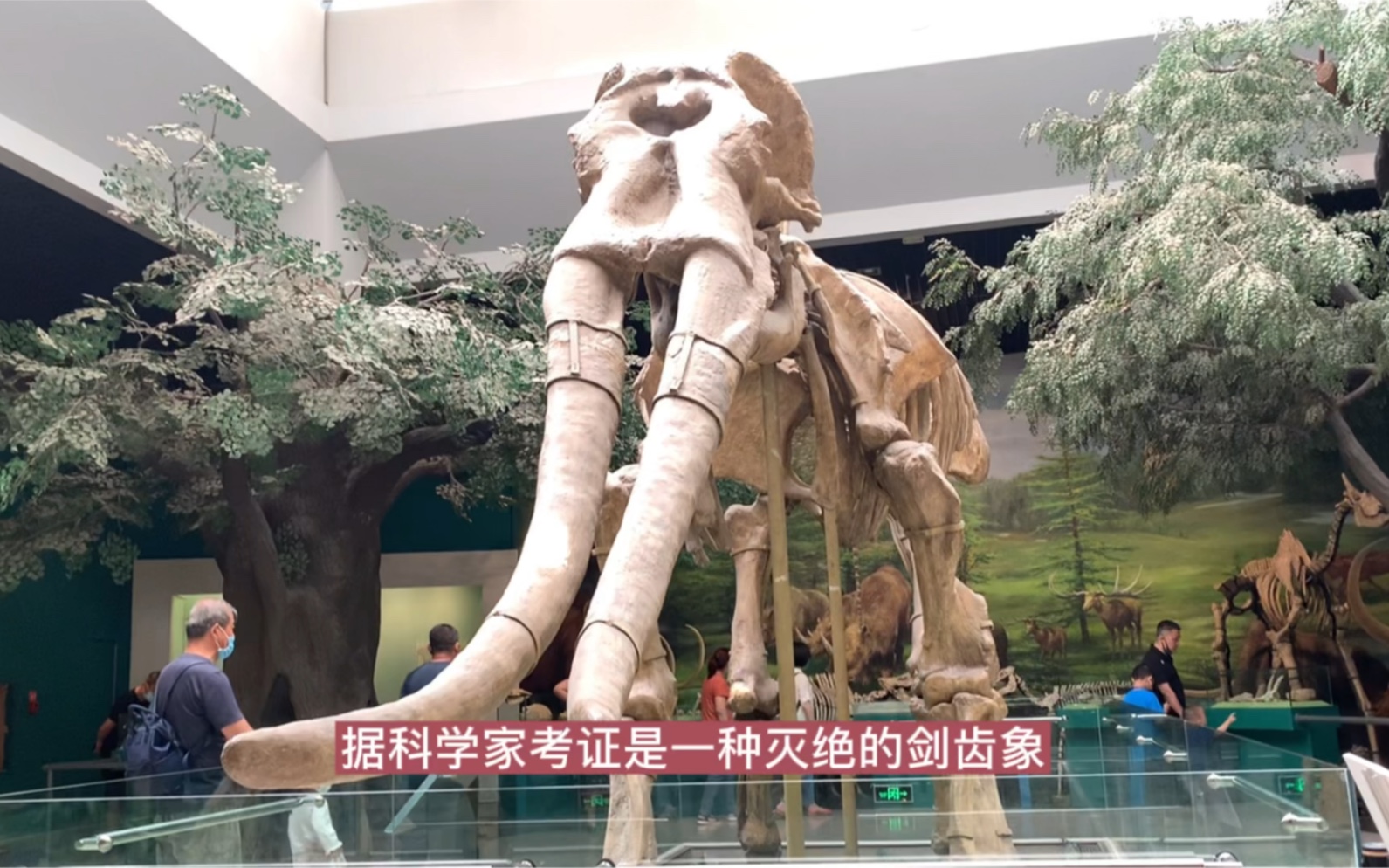 甘肃省博物馆参观古生物化石展,明清德化瓷器展哔哩哔哩bilibili