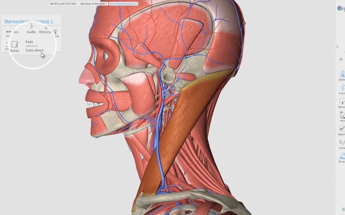 [图]2016 Edition 3D Organon Anatomy for Desktop (v3.0)