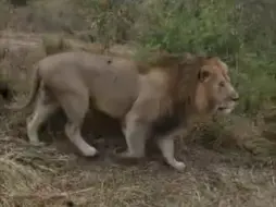 Скачать видео: 玛莎帅宝和狮群汇合，进食长颈鹿大餐