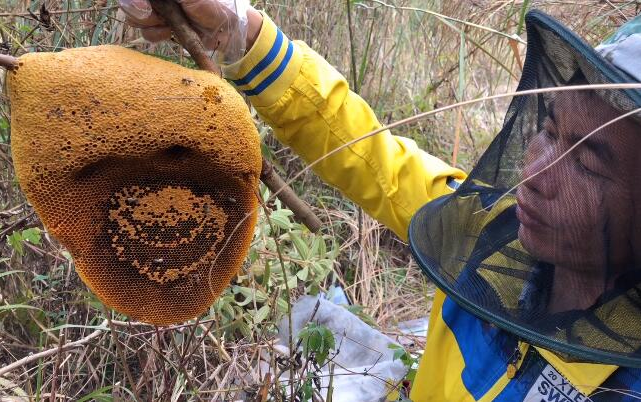找蜂途中意外发现野生小排蜂赶紧跑回家拿工具取挂蜜特别饱满