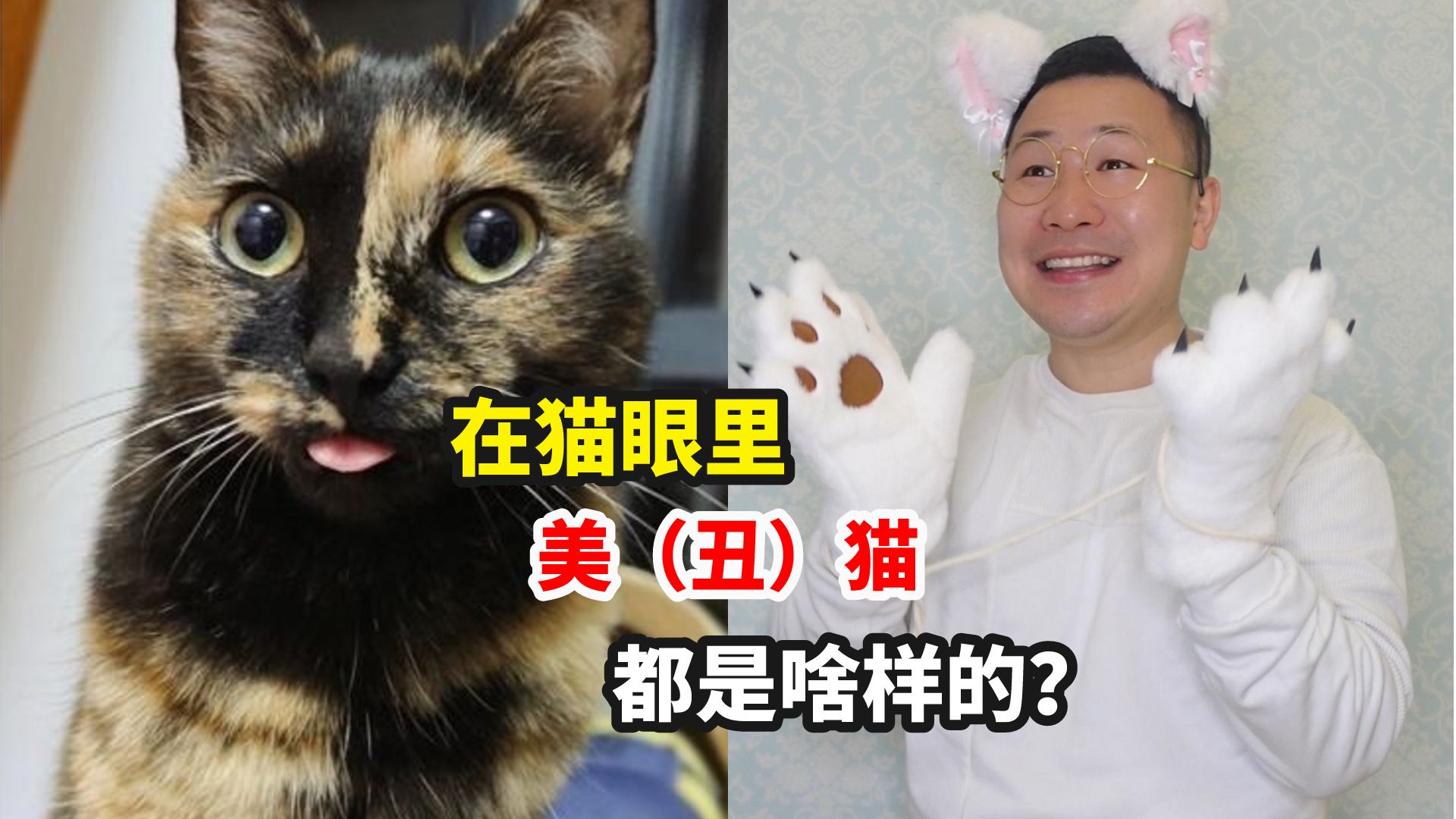 [图]猫眼里不同猫咪的颜值是啥样的？