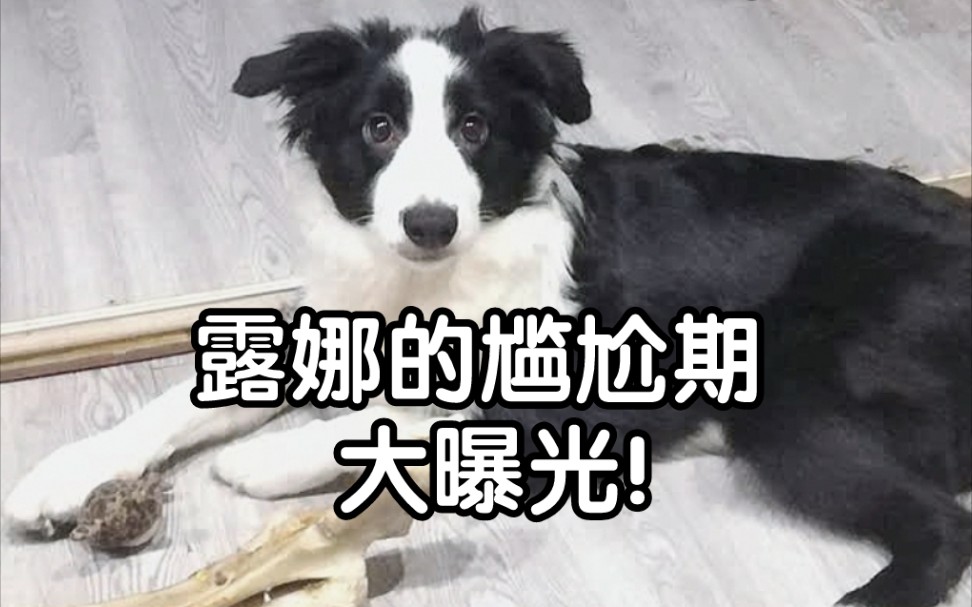 [图]给小狗制作照片墙！我们这也算女大十八变吧～