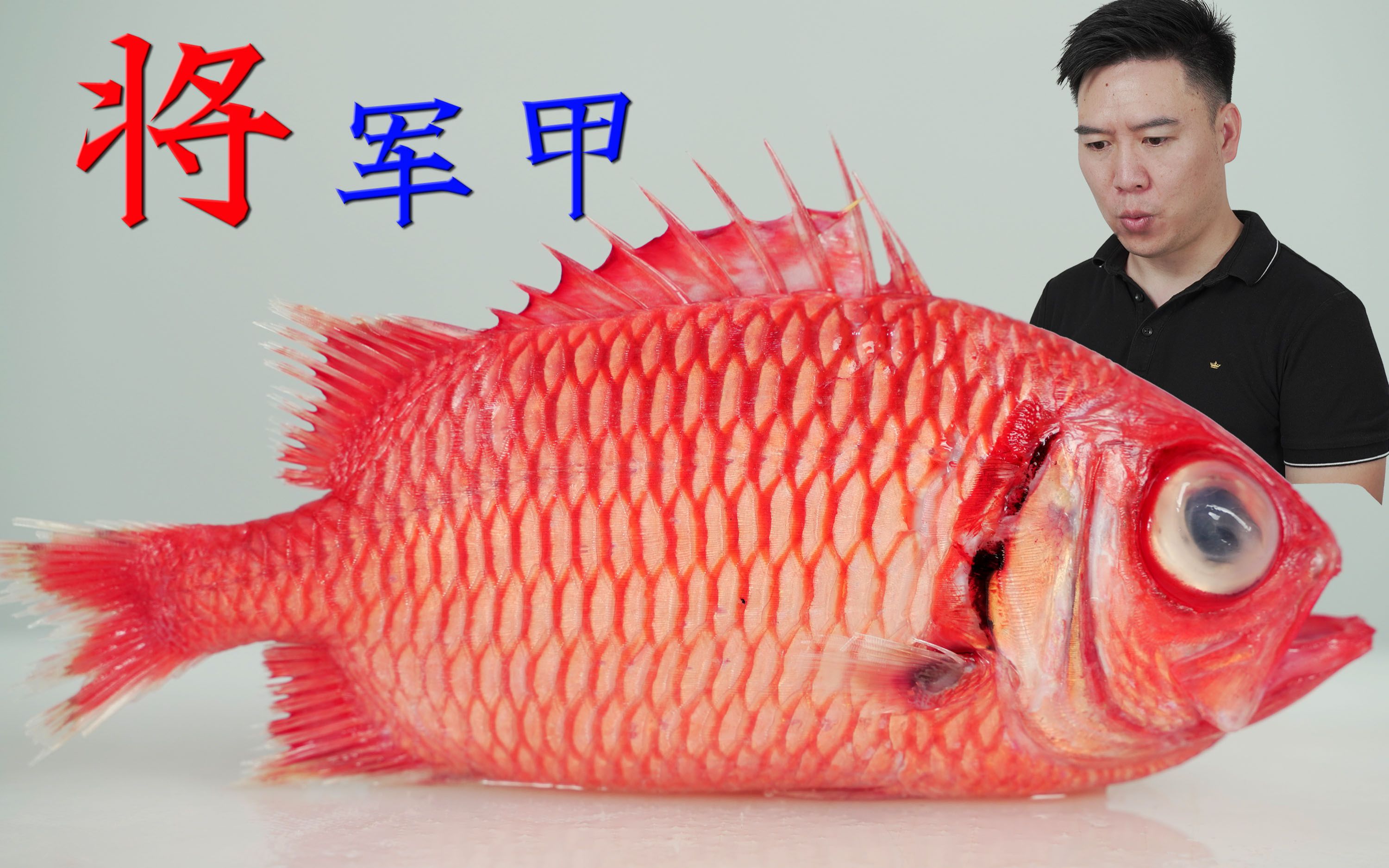 试吃海中名将—将军甲,通体艳红,身披铠甲,鱼鳞自带反伤甲