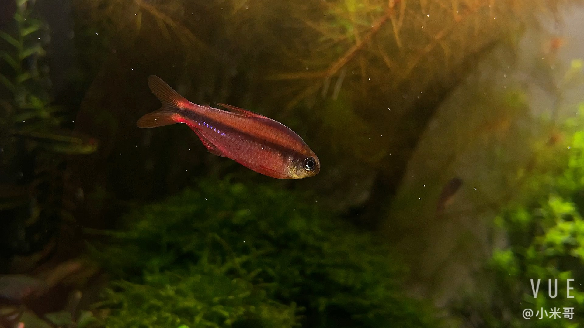 超级红魔鬼灯鱼-超红(加长版)_哔哩哔哩_bilibili