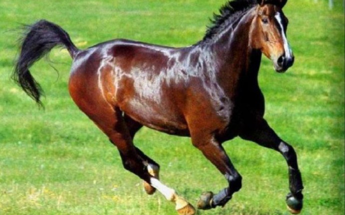 大宛国的特产-汗血宝马_哔哩哔哩_bilibili