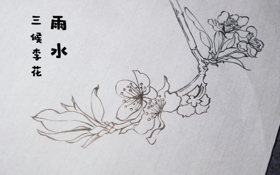 【白描】二十四番花信风 61 雨水 61 三候李花_哔哩哔哩_bilibili