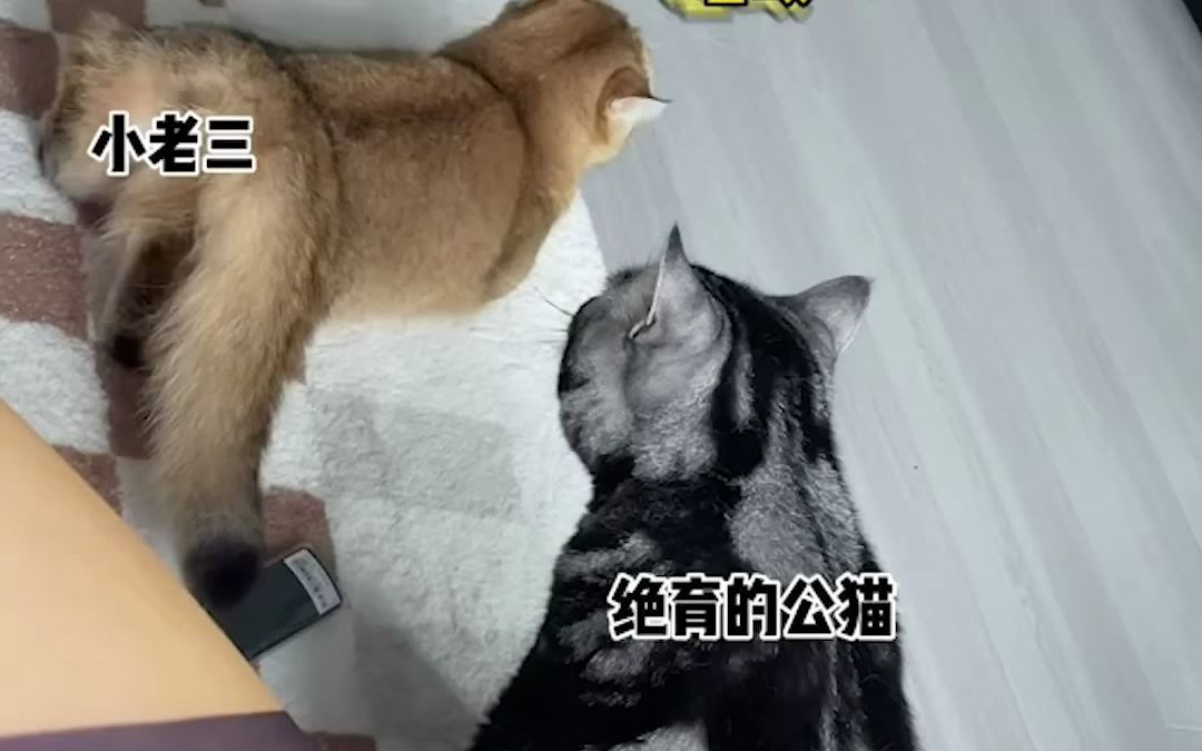 【牛奶是只猫】小猫咪竟然也喜欢听爱你!!!连尾巴都是爱你的形状𐟘𚥓”哩哔哩bilibili