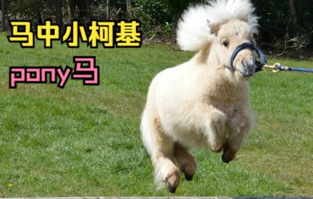 马中小柯基,Pony马!除了人啥玩意腿短都好看哔哩哔哩bilibili