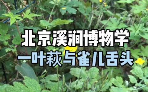 【北京溪涧博物学】一叶萩与雀儿舌头哔哩哔哩bilibili