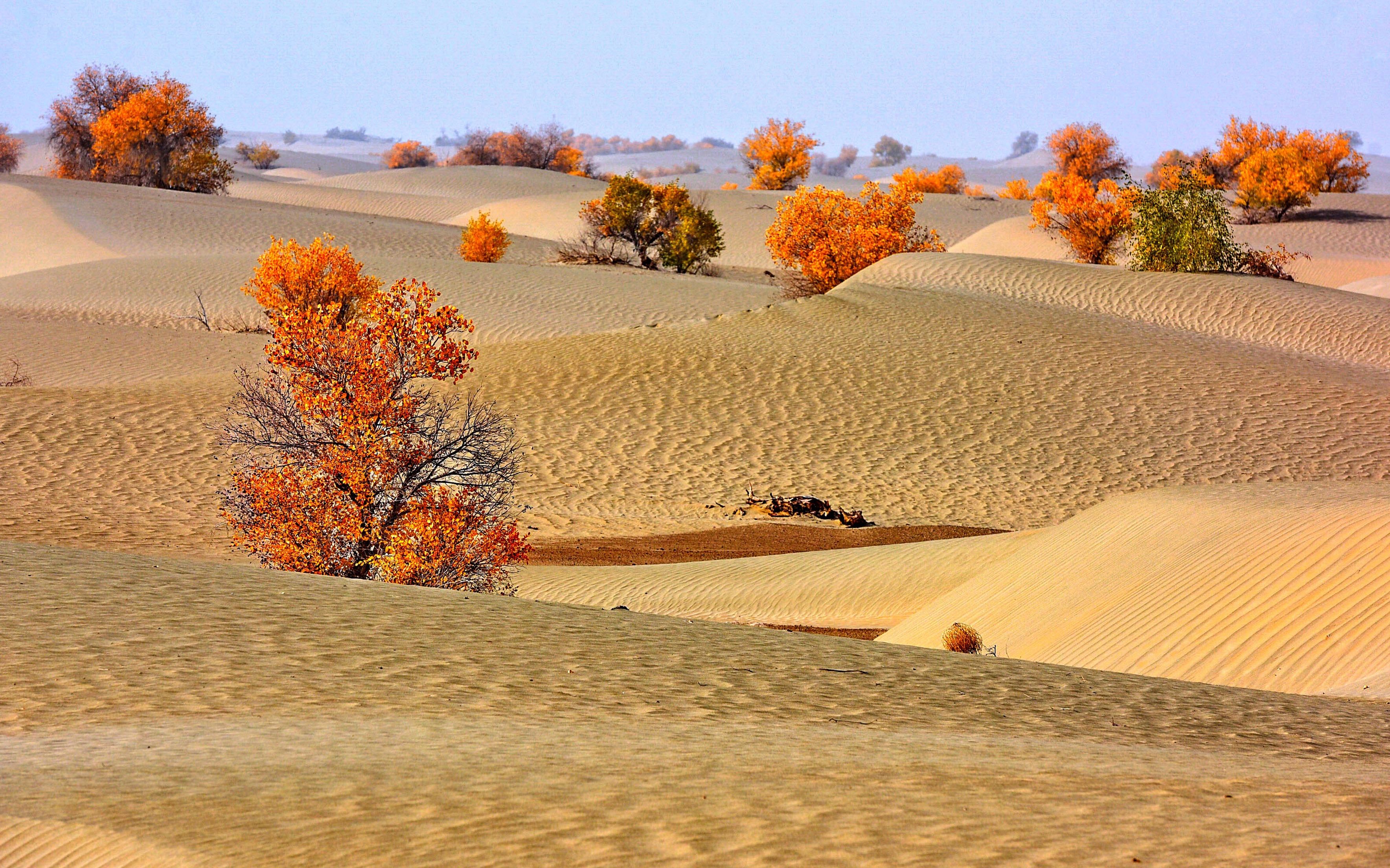 如果塔克拉玛干沙漠变成草原,对我国气候有什么影响?