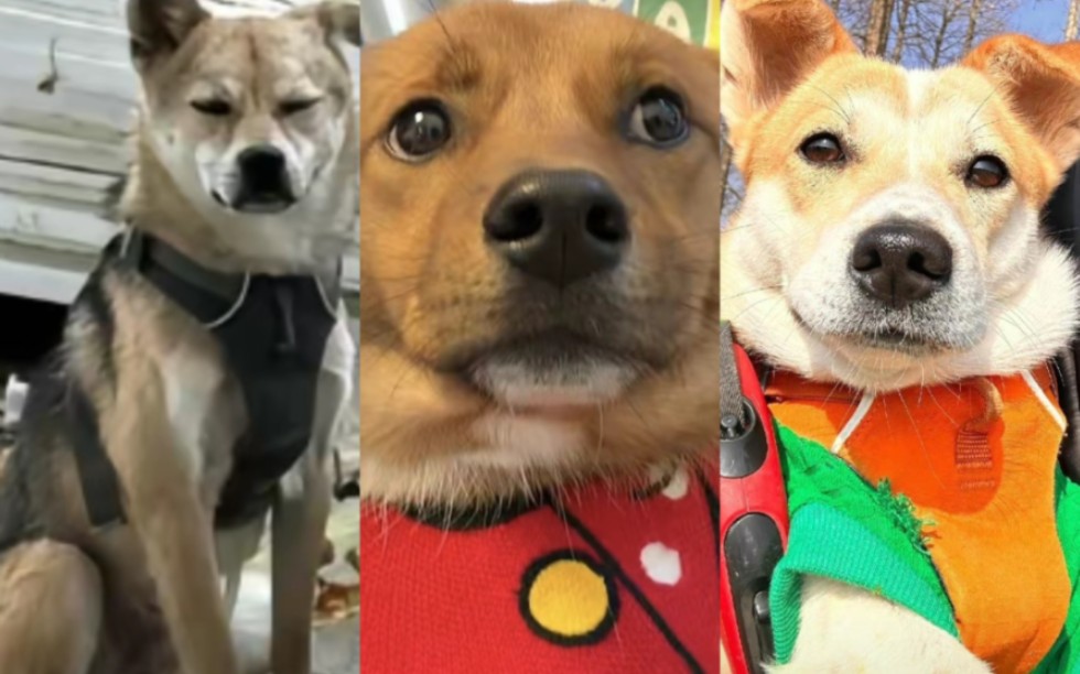 小狼和红包:一个猥琐,一个像疯了一样 最后想说,壮壮小姐果然是蒙古