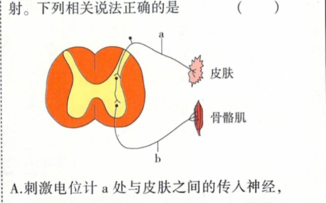 中枢神经,神经中枢,中枢神经系统辨析,也讲解一个易错题哔哩哔哩bilibili