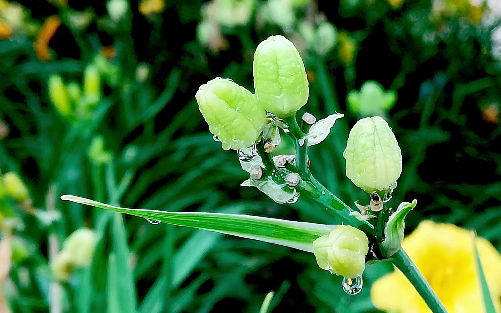 【花之语】萱草花{3} 萱草虽微花,孤秀能自拔哔哩哔哩bilibili