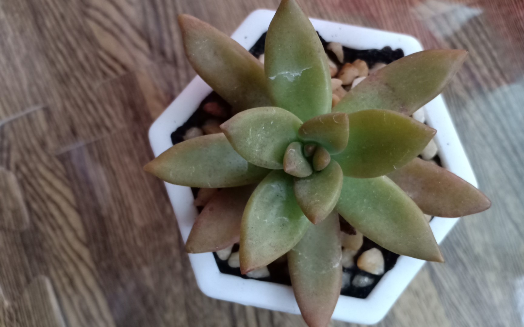 五周的多肉植物布丁