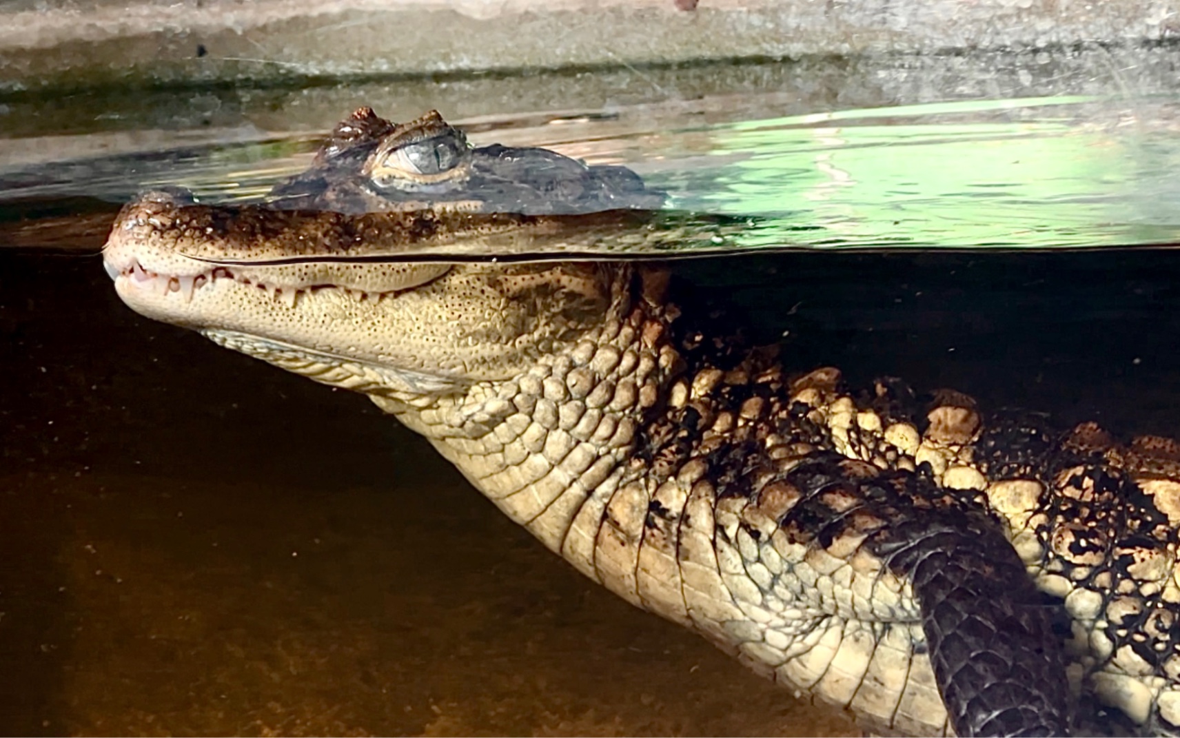 【宽吻凯门鳄】麻麻我被挑逗了!