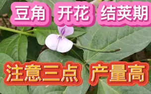 Video herunterladen: 豆角开花结荚期，做好这三点，产量高