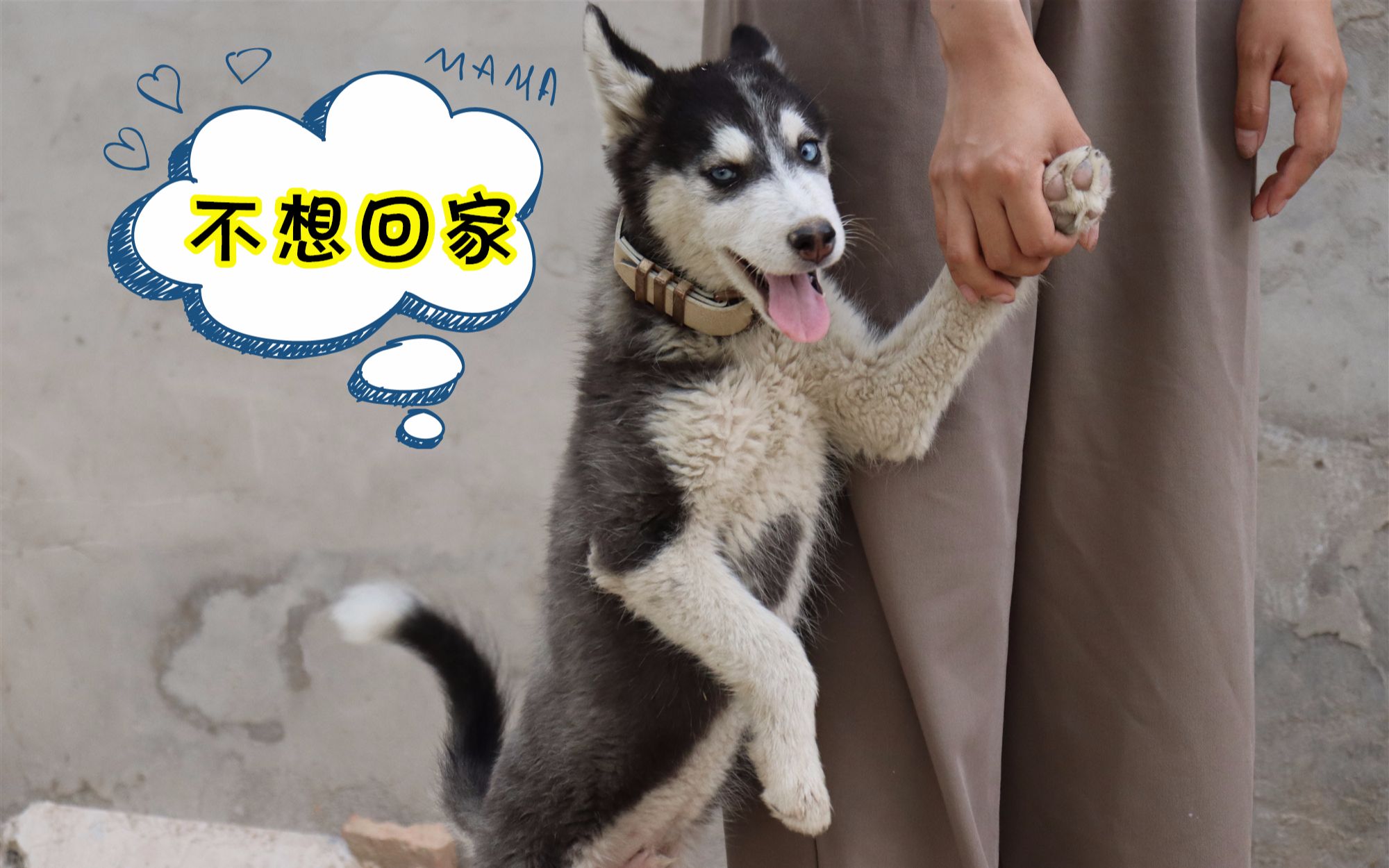 为解决哈士奇撒手没,主人用网友的方法测试,有点出乎意料