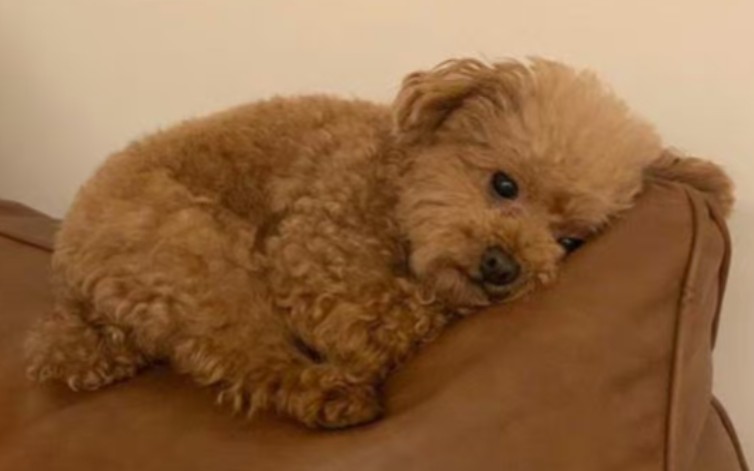 【小狗/小泰迪】因为分不清哪个是宝宝所以受委屈了捏