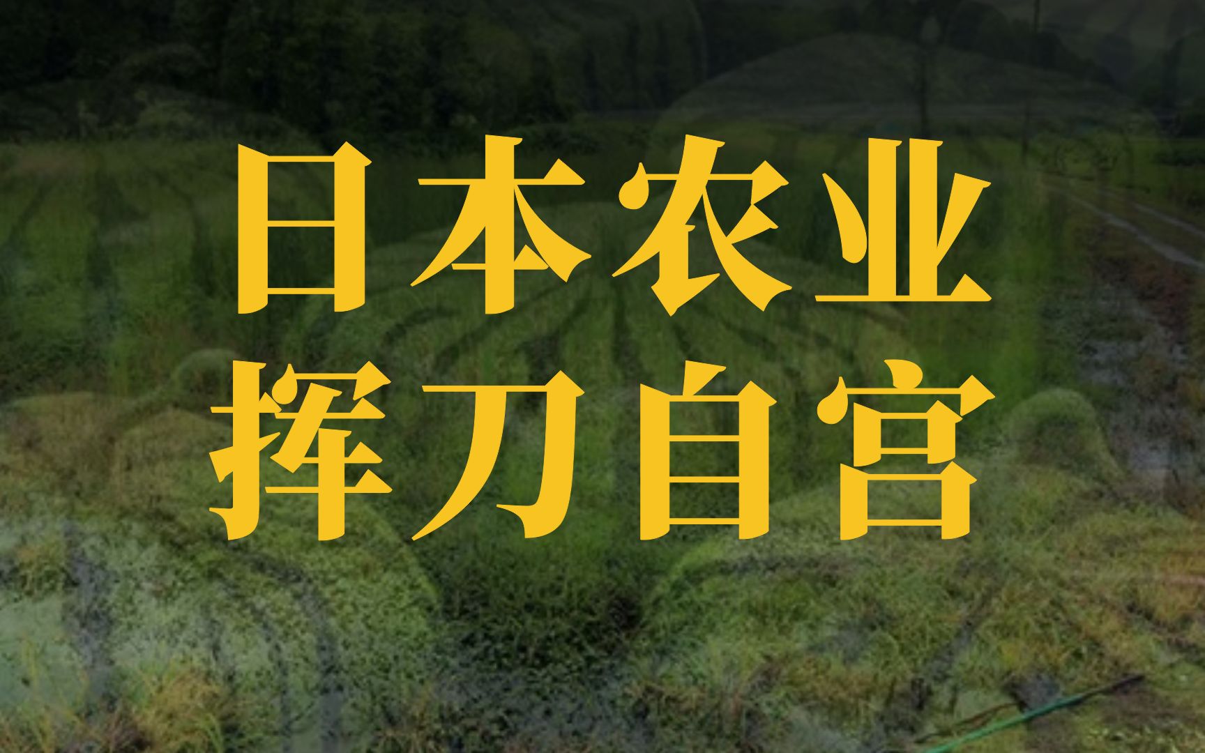 撕掉宣传伪装,聊一下最真实的日本农业现状【智先生】哔哩哔哩bilibili