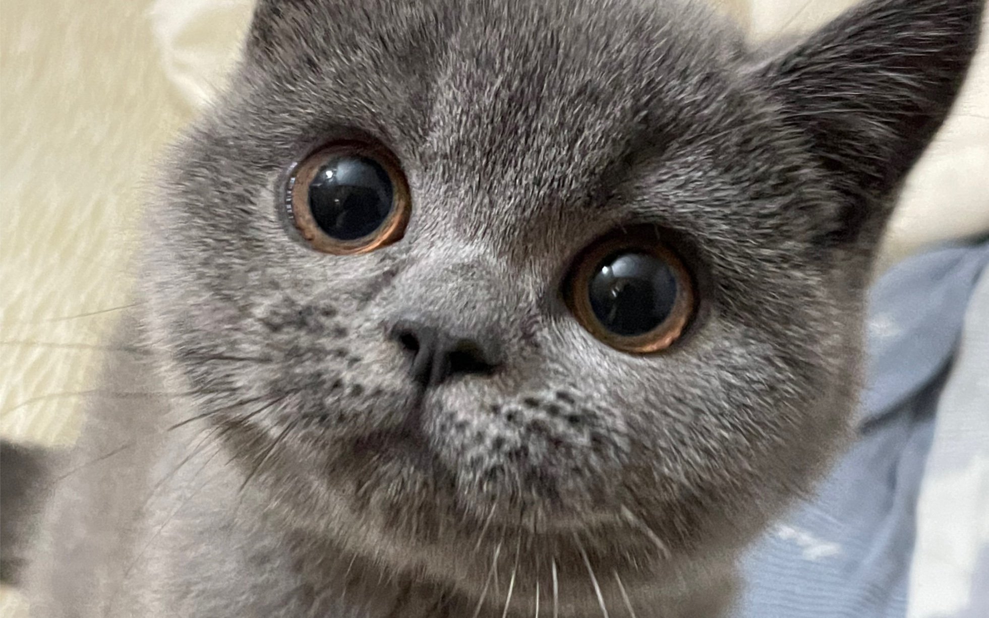 蠢蠢欲动小猫咪