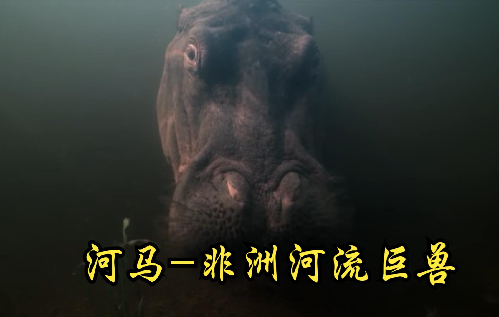 【英国】【纪录片】河马非洲河流巨兽 Hippo  African river Behemoth哔哩哔哩bilibili