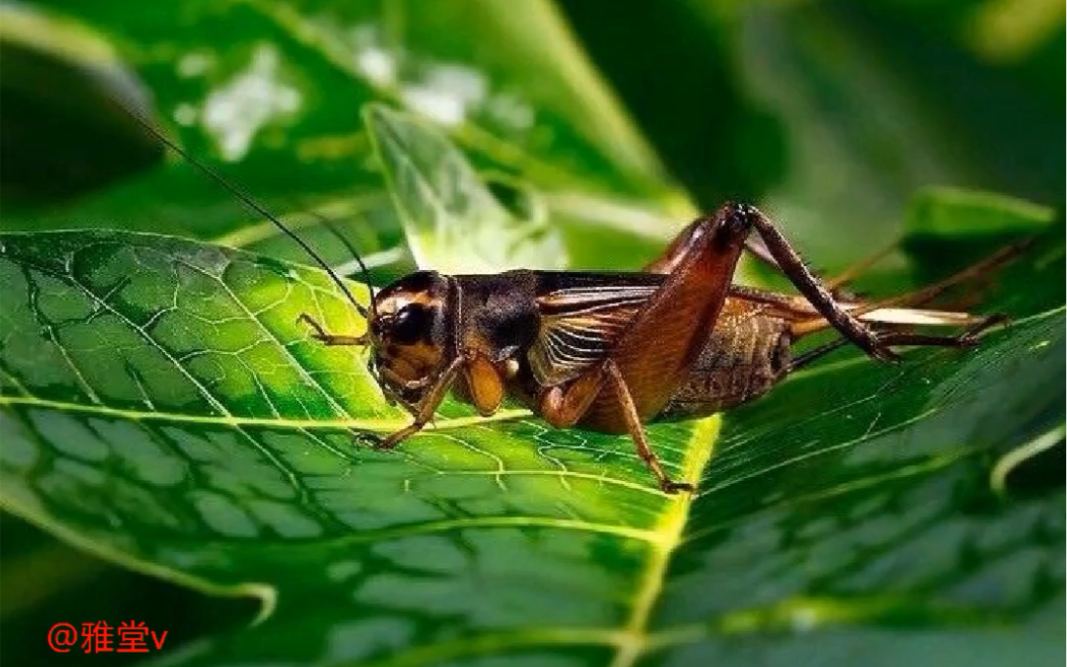 真不敢相信这是用彩铅画的蟋蟀,这也太逼真了吧