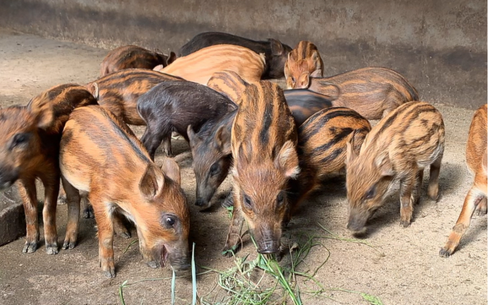 绿色生态养殖野猪苗几个月的好饲养,去哪里有大型的野猪养殖场.
