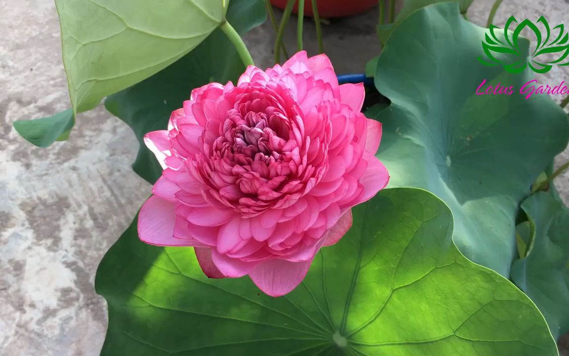 千瓣莲荷花珍品花开1000多个花瓣养一盆漂亮极了