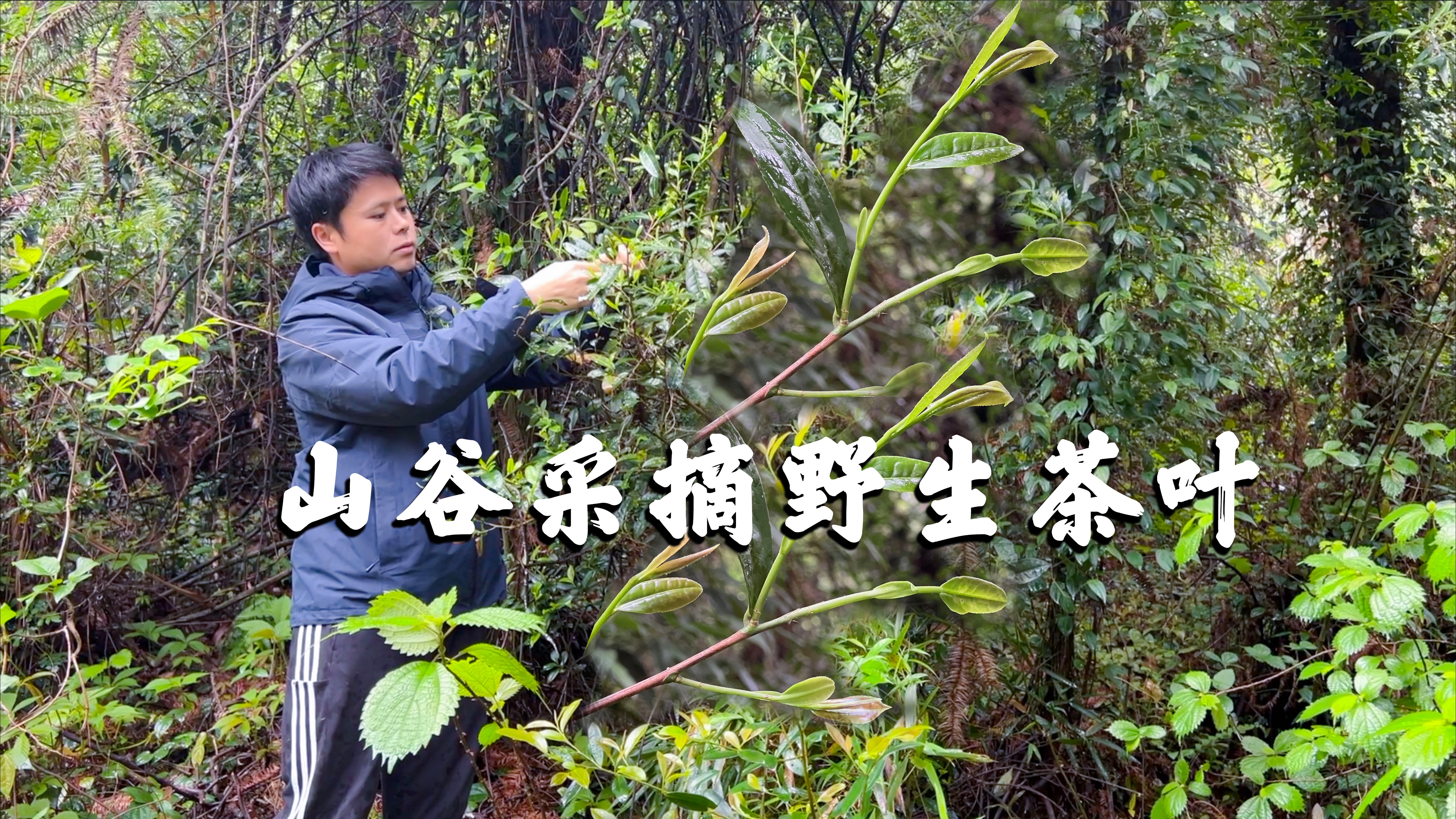 [图]春耕时节雨纷纷 溪谷里的茶叶绿油油 景色宜人 空气洁净 鸟语花香 相当治愈 我问青山何时老 青山问我何时闲