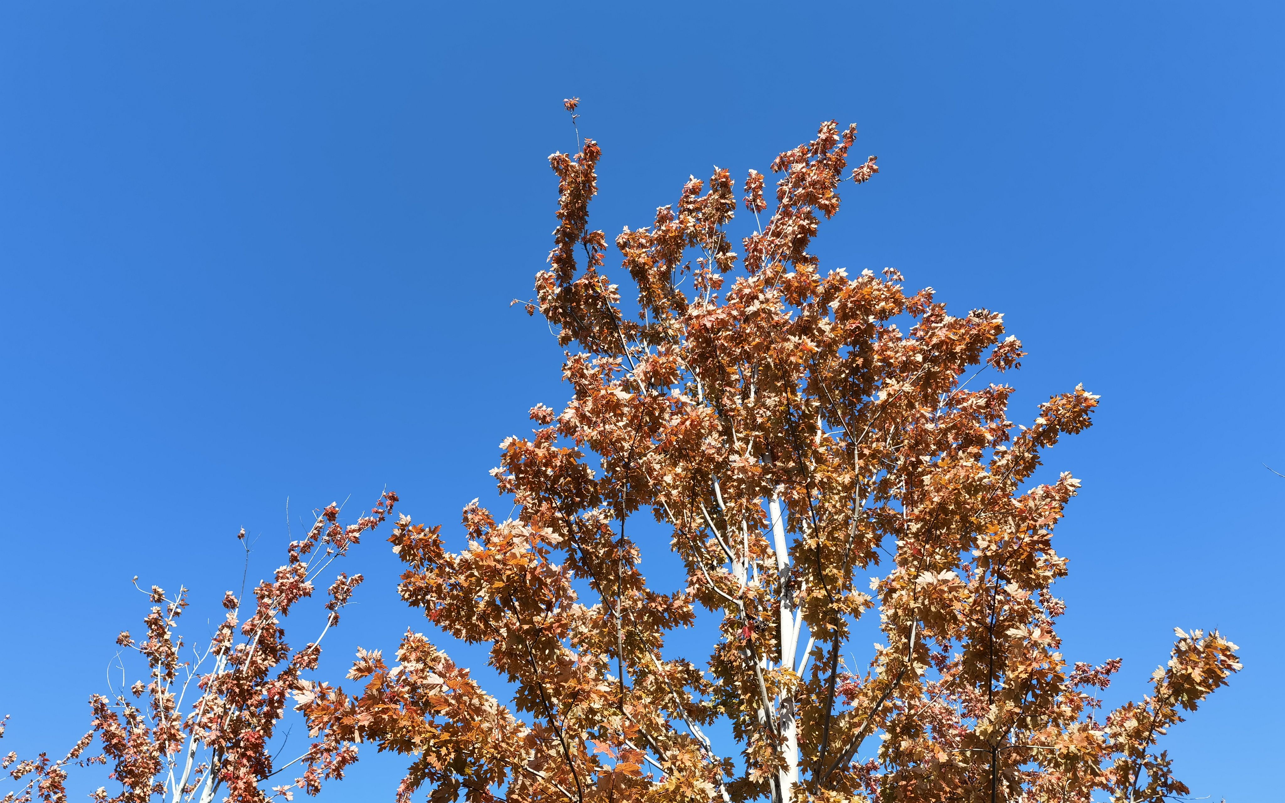 【vlog001】亲爱的小鸽子之北草三日游