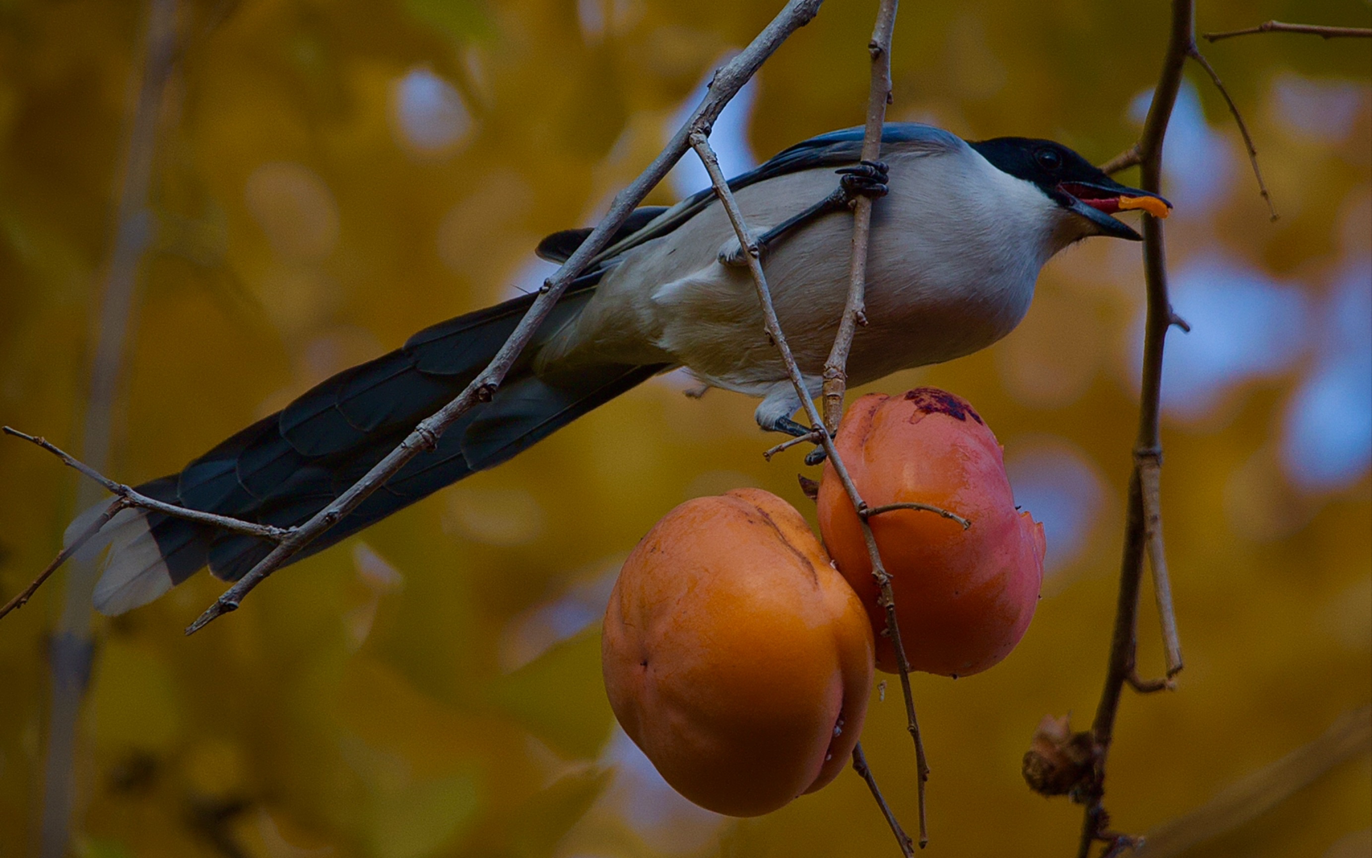 关于秋天的香山除了为数不多红叶还有什么值得一看的