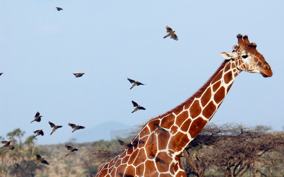 搬运动物园之星非洲带草原复合型展区