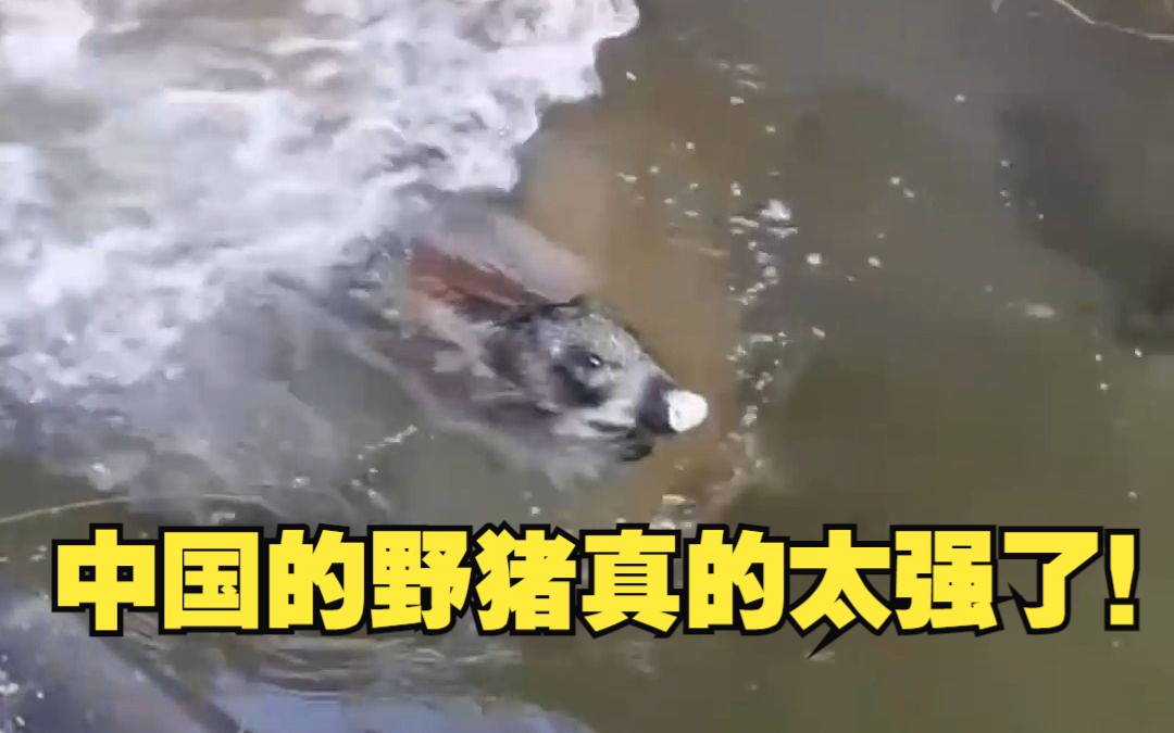 中国的野猪真的太强了!哔哩哔哩bilibili