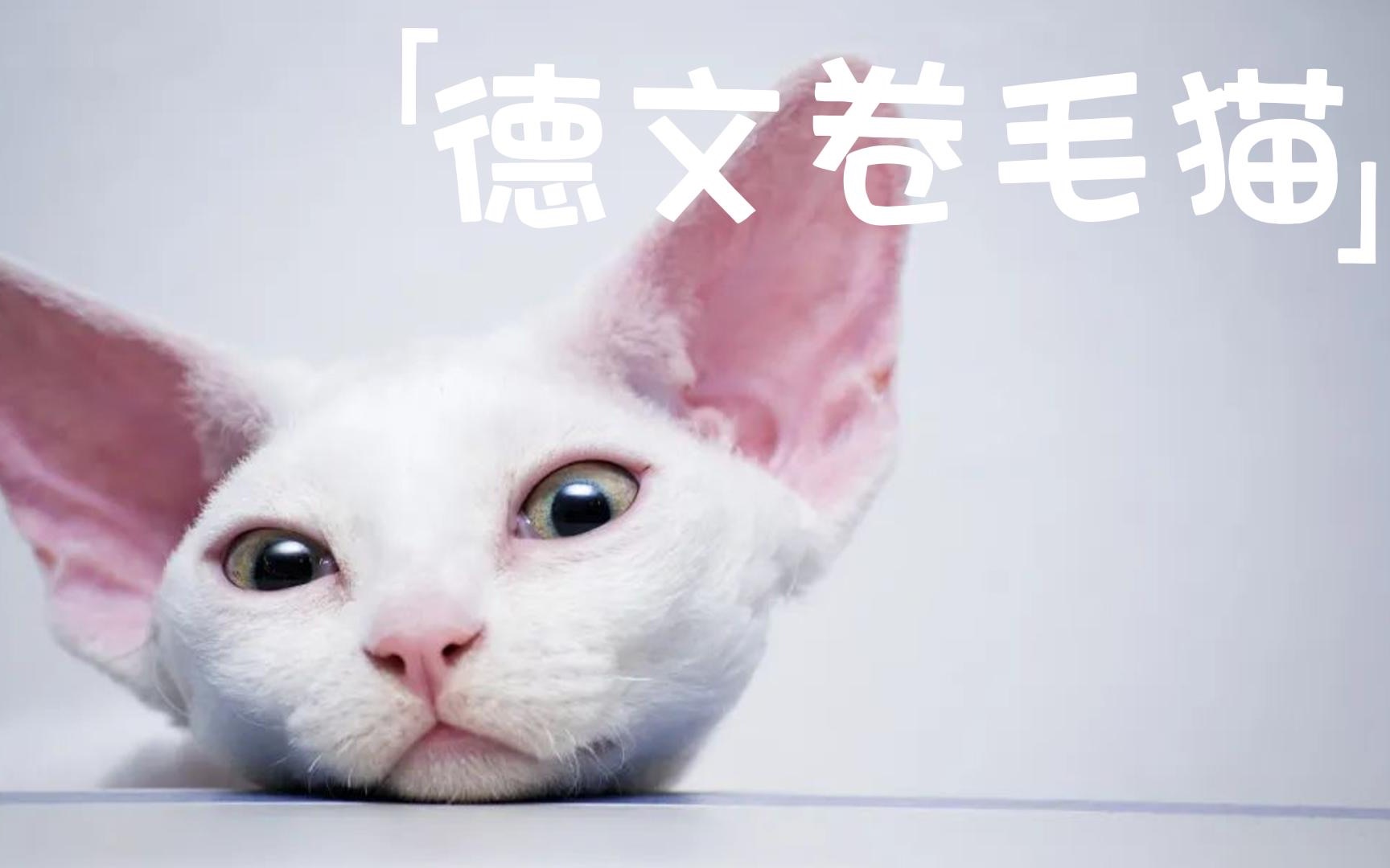 德文卷毛猫:了解这个古怪而迷人的品种!哔哩哔哩bilibili