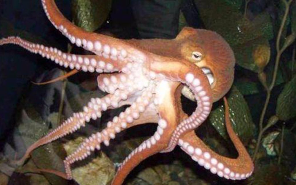 章鱼有9个脑袋,它的智力到底有多高?