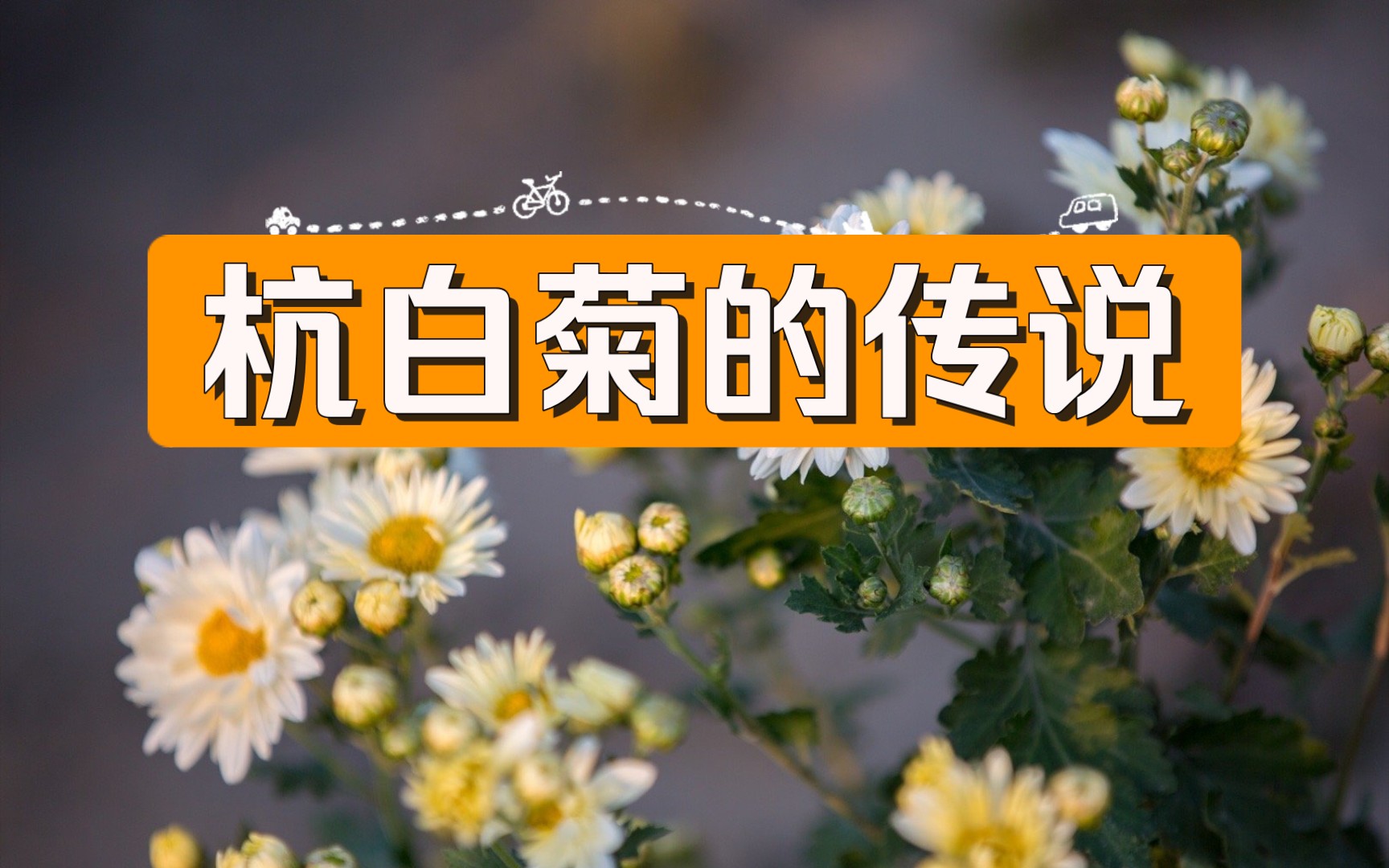 〔茶文化〕杭白菊称谓的来历!哔哩哔哩bilibili