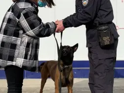 Download Video: 经过几天的熟悉、磨合，退役警犬安南被领养到了荆楚大地湖北。感谢大家对安南的关爱，祝愿所有退役警犬都能够余生安康🙏 #精神小狗 #萌宠 #警犬