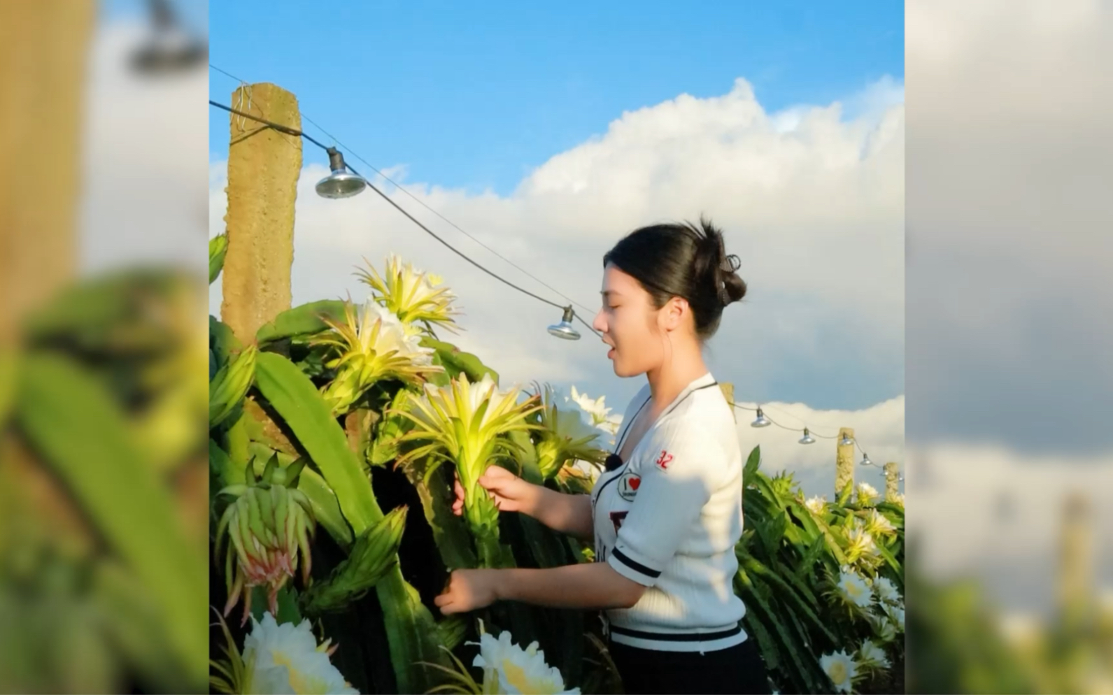 火龙果花又叫霸王花,花中霸王确实美,你们说霸王花美还是花花美呢?哔哩哔哩bilibili