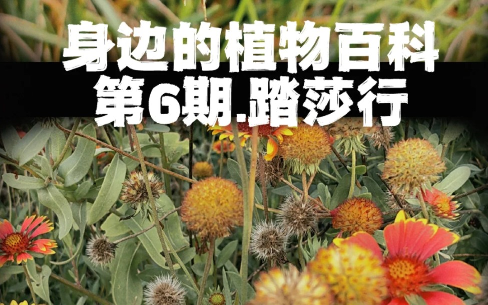 [图]#身边的植物百科·第6期·踏莎行