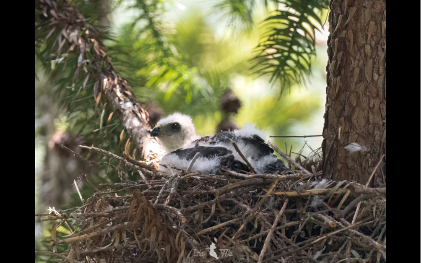 可爱的赤腹鹰崽子们