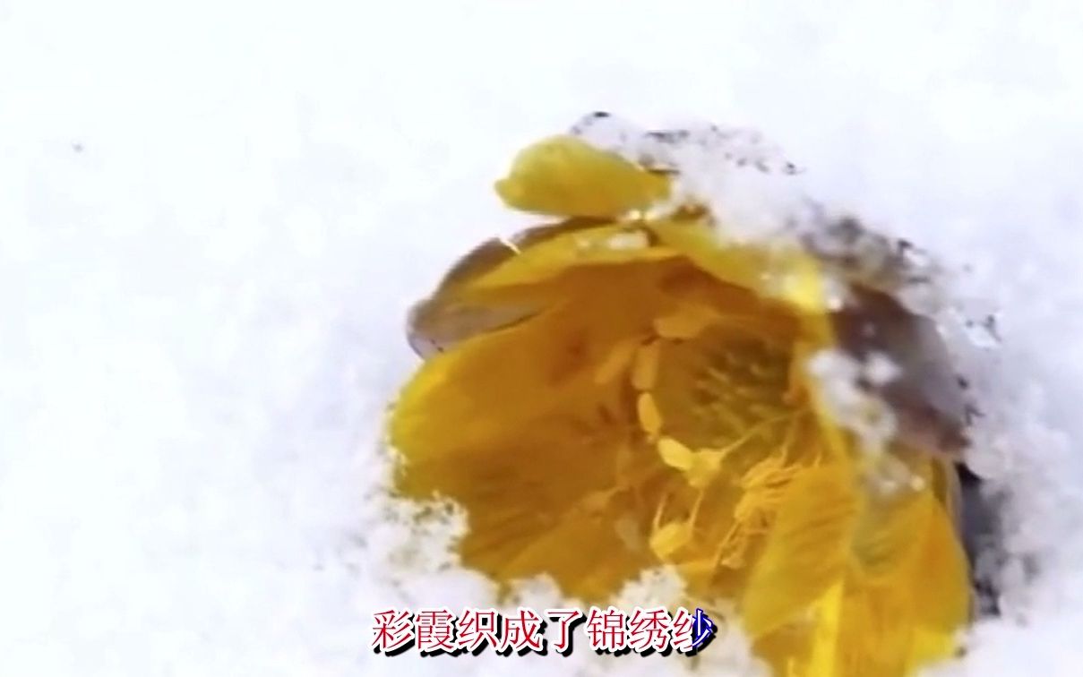 [图]梦中的雪莲花-巴桑拉姆