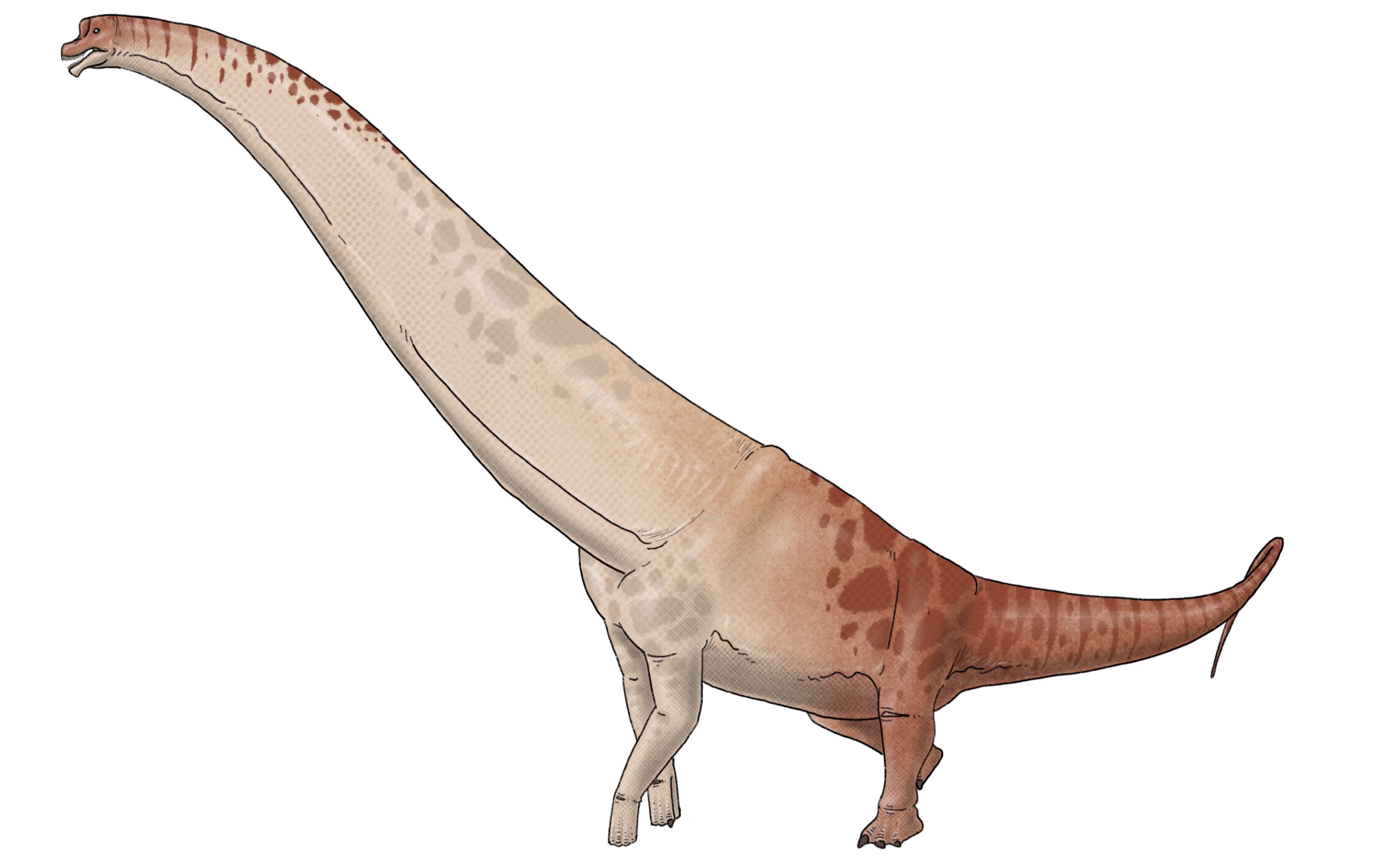 【ipad绘画】腕龙绘画过程_哔哩哔哩 (゜-゜)つロ 干杯~-bilibili