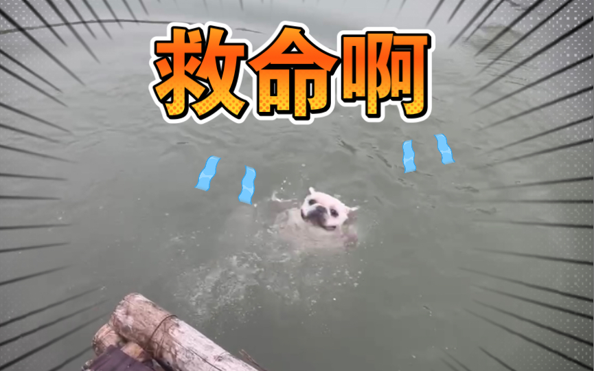 狗淹死图片