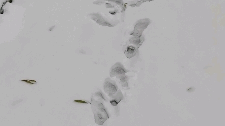 [图]天津下雪喽！冬至有雪必有好运！