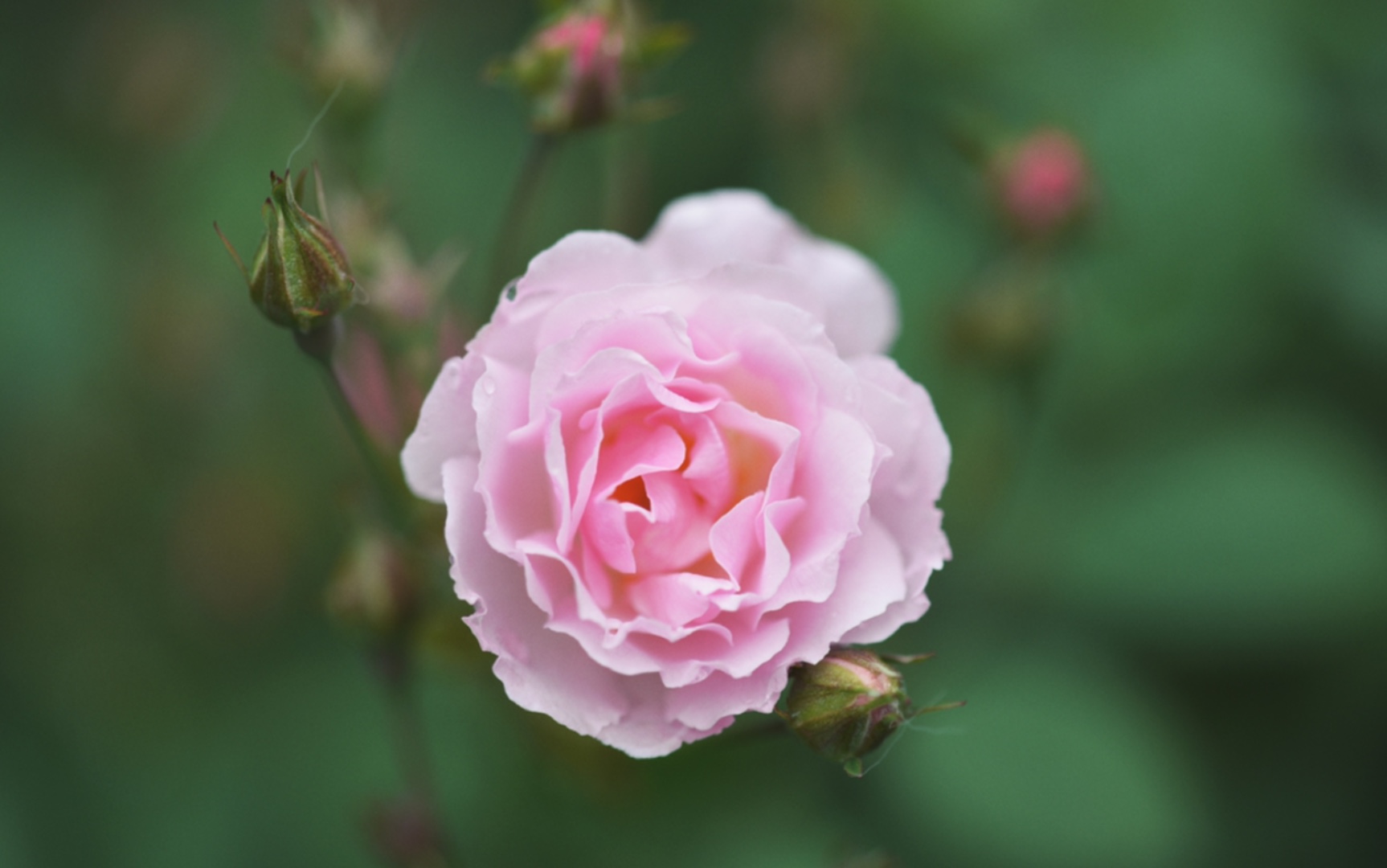 [图]春日的花园-四月