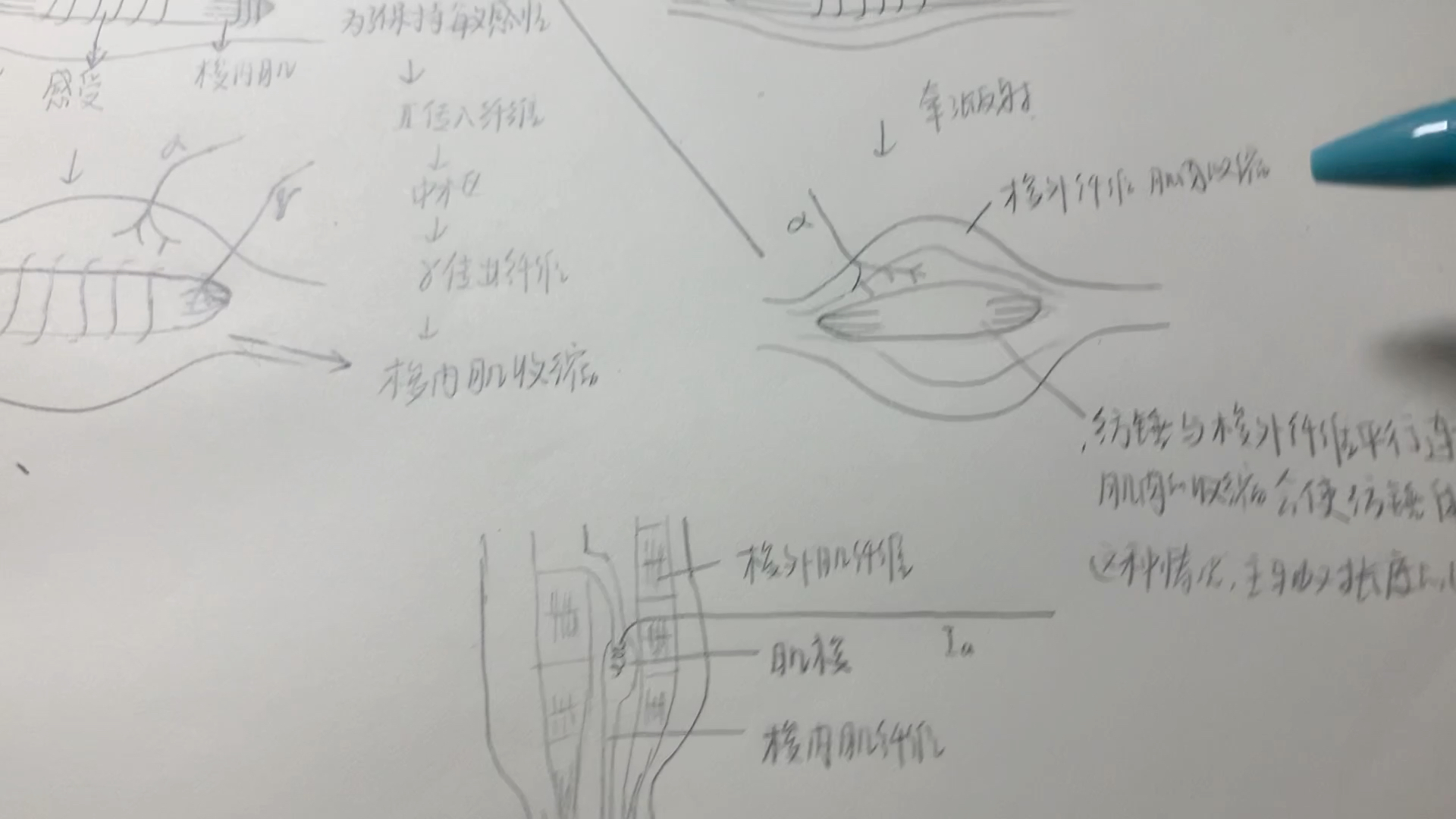 肌梭与牵张反射 (梭内肌、梭外肌)西综自用哔哩哔哩bilibili