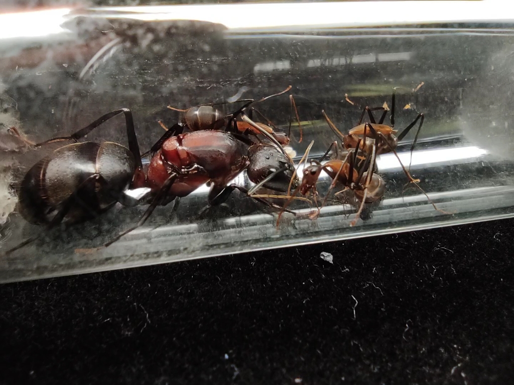 窄颈弓背蚁_哔哩哔哩_bilibili