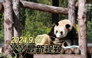 Download Video: 2024.9.27熊猫丫丫最新视频：为了拿个苹果，宝贝都把脸挤成大饼脸了，看得出来很努力😂